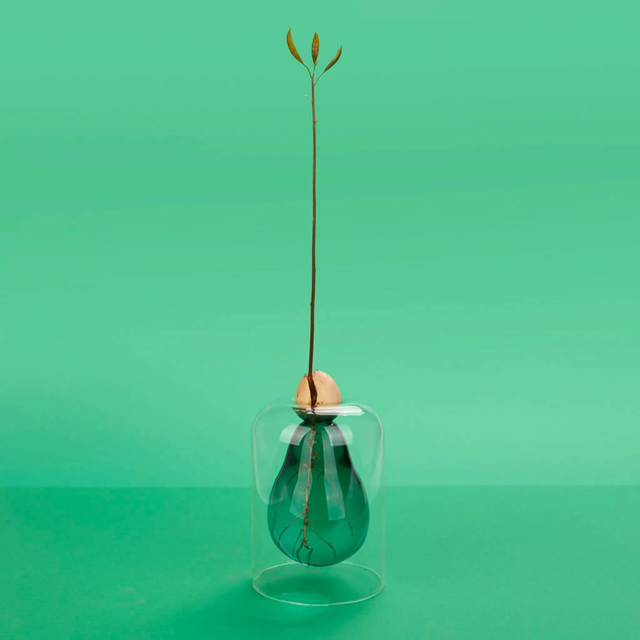 Avocado Seed Glass Vase