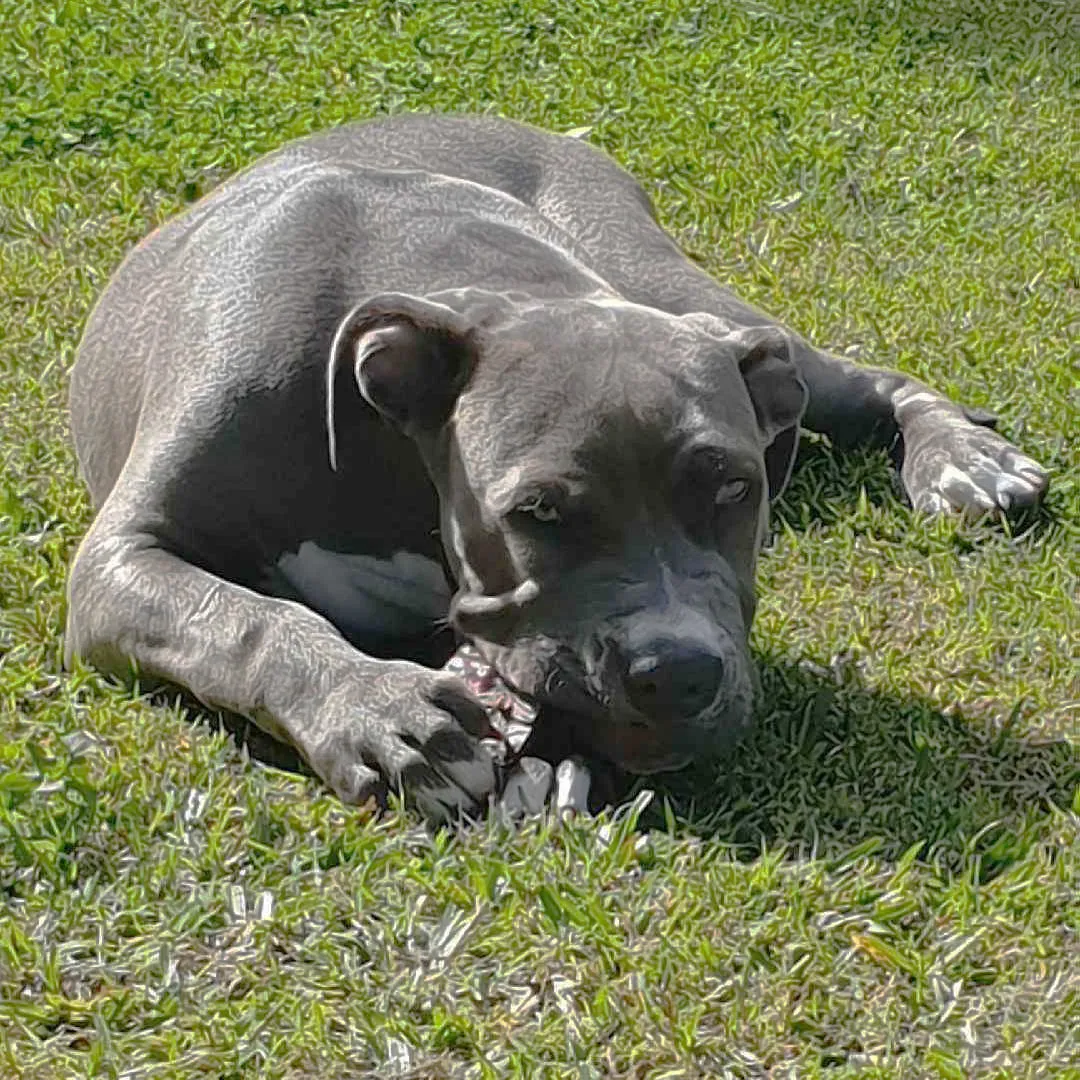 Roo Shoulder Wing Bones - Dog Treats