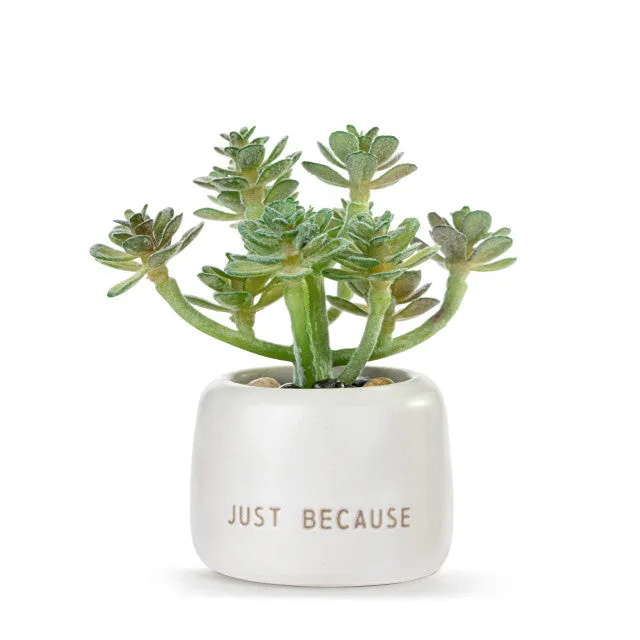 Woo Hoo Just Because Mini Succulent